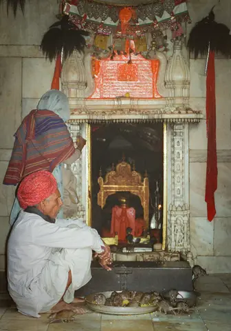 Karni Mata Temple, Deshnok. Black rats live, and are revered, in the temple