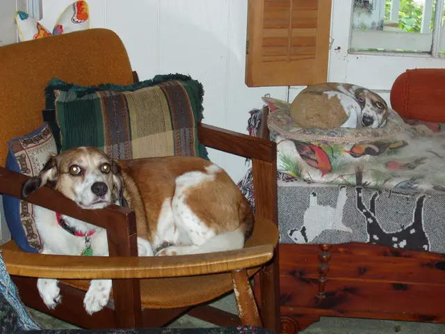 Alice Mosley's dog(s), Bay St Louis. MS