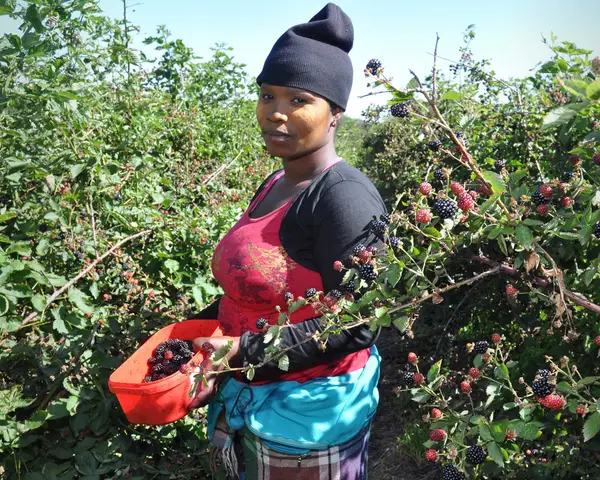 Tozama. The Berry Farm, Swellendam 2011