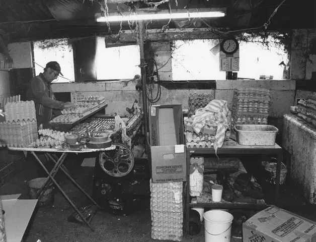 Allen Shackleton. Warren Farm