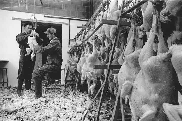 James Newsom & Edward Walters. Bower Farm