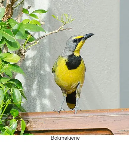 Garden Safari, Birds