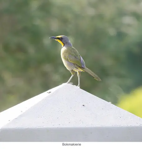 Garden Safari, Birds