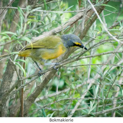 Garden Safari, Birds