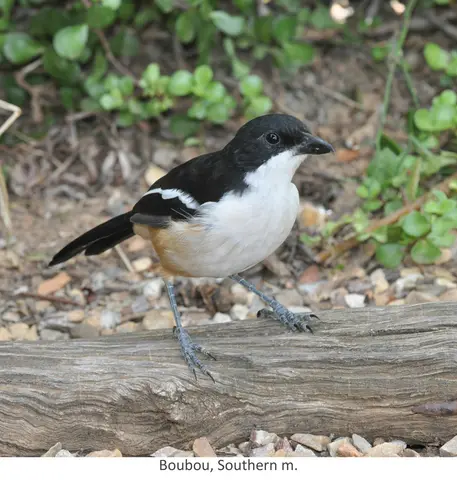 Garden Safari, Birds