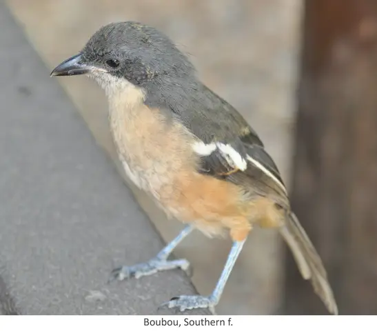 Garden Safari, Birds