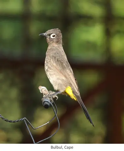 Garden Safari, Birds