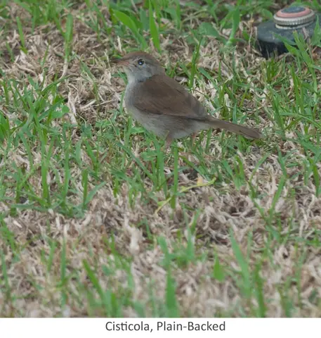 Garden Safari, Birds
