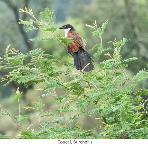 Bruchell's Coucal
