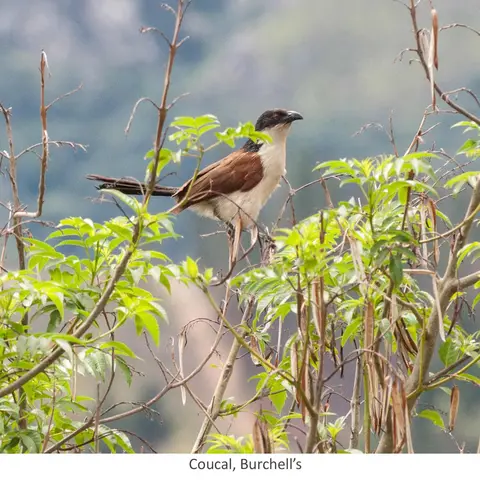 Garden Safari, Birds