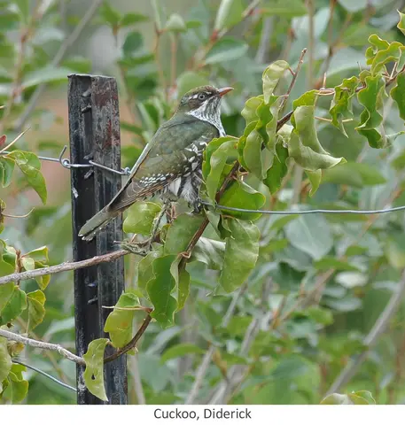 Diderick Cuckoo