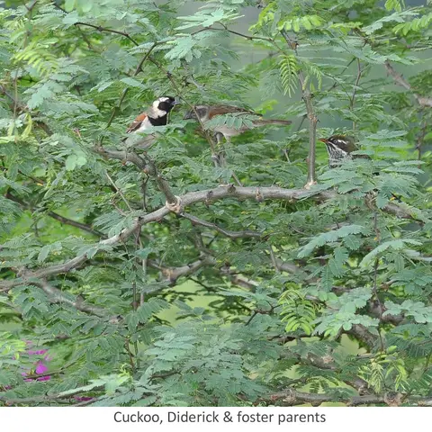 Garden Safari, Birds
