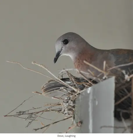 Laughing dove