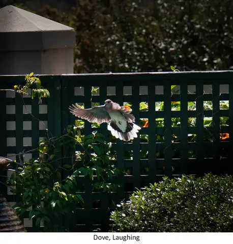 Garden Safari, Birds