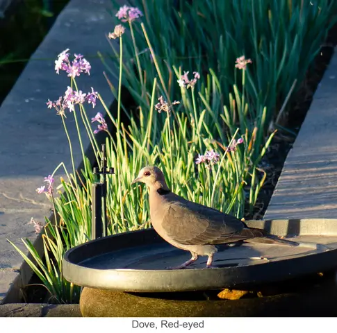Garden Safari, Birds