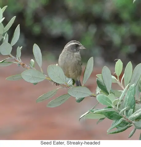 Garden Safari, Birds