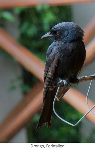 Garden Safari, Birds