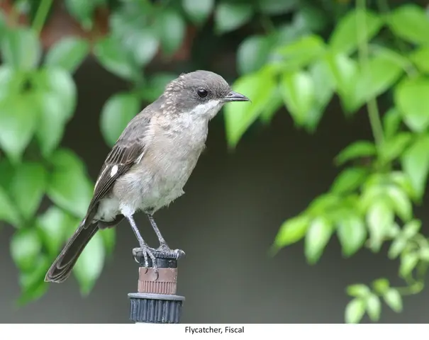 Garden Safari, Birds