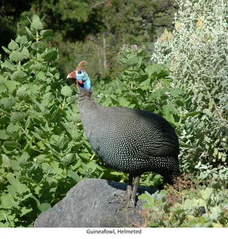 Garden Safari, Birds