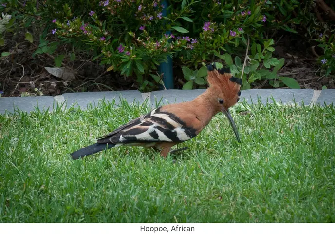 Garden Safari, Birds