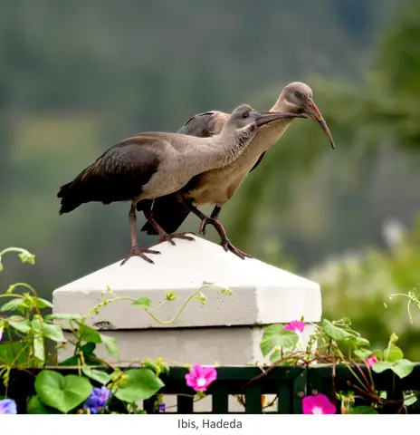 Garden Safari, Birds