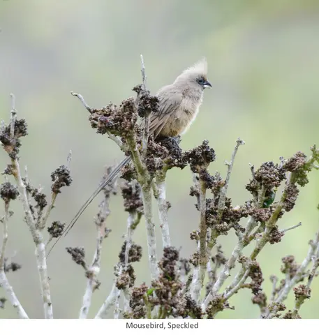Garden Safari, Birds