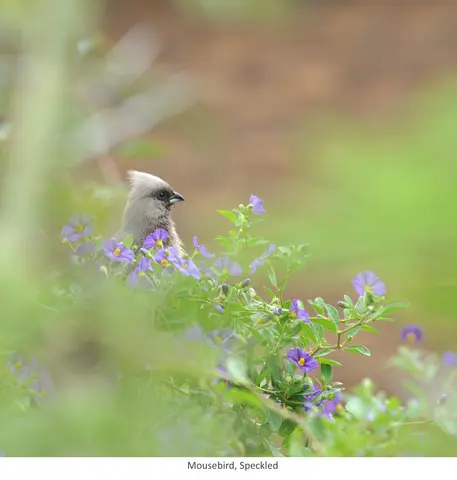 Garden Safari, Birds