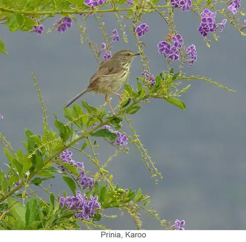 Garden Safari, Birds