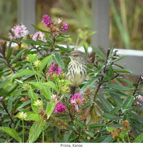 Garden Safari, Birds