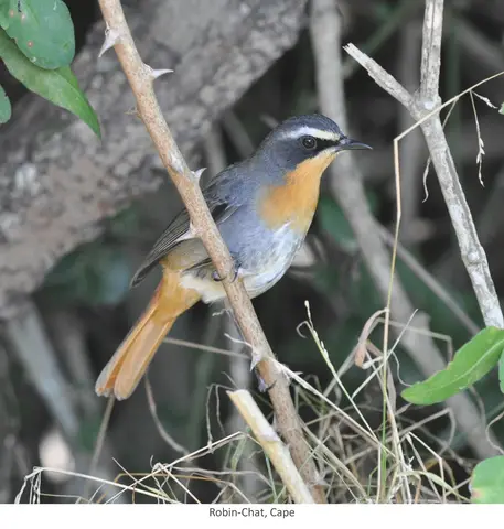 Cape Robin-chat