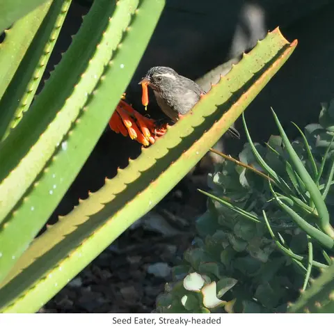 Garden Safari, Birds