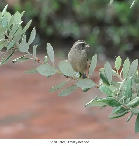 Garden Safari, Birds
