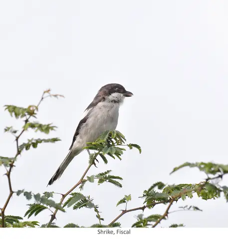 Garden Safari, Birds