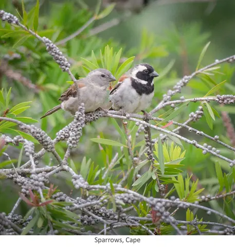 Garden Safari, Birds