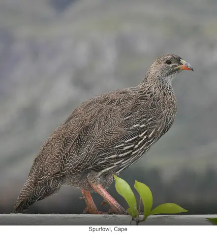 Garden Safari, Birds