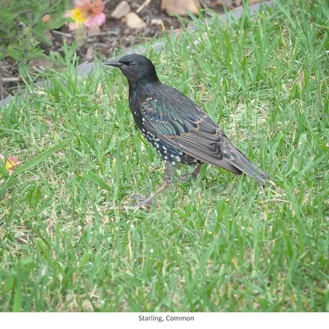 Garden Safari, Birds