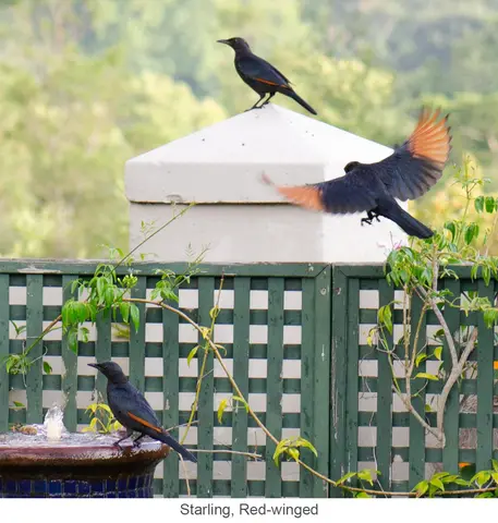 Garden Safari, Birds