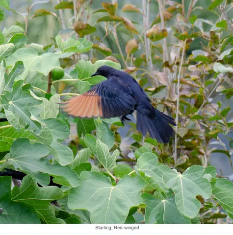 Garden Safari, Birds