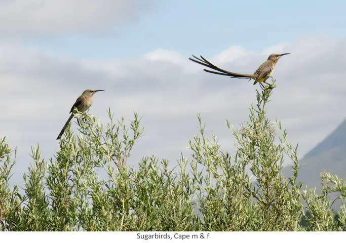 Garden Safari, Birds