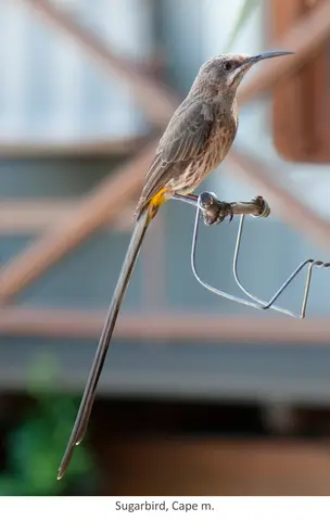 Garden Safari, Birds