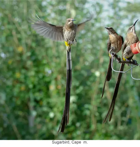 Garden Safari, Birds
