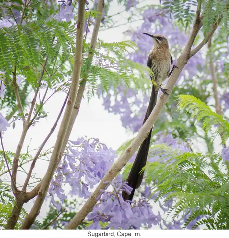 Garden Safari, Birds