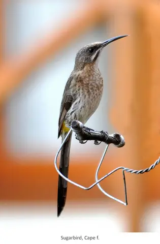 Garden Safari, Birds