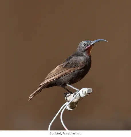 Garden Safari, Birds