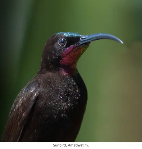 Garden Safari, Birds