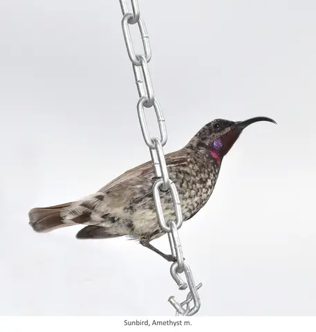 Garden Safari, Birds