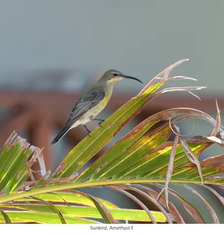 Garden Safari, Birds