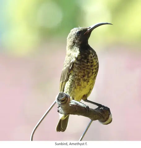 Garden Safari, Birds