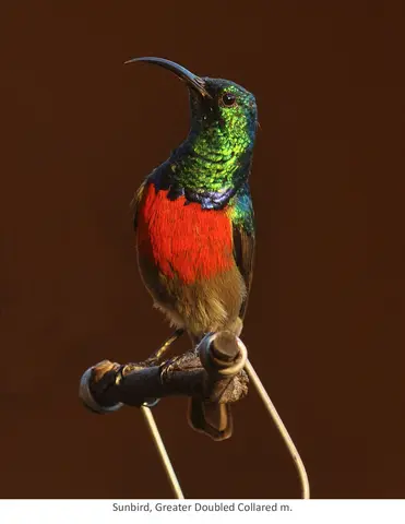 Garden Safari, Birds