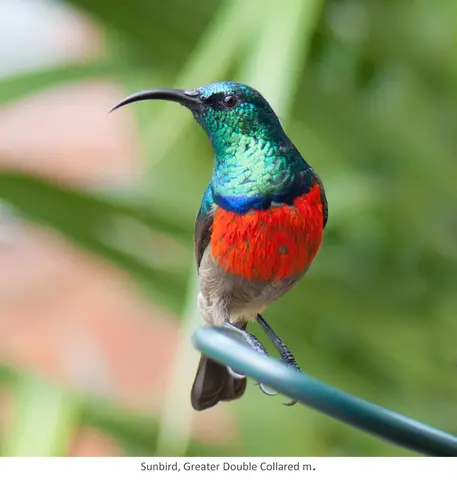 Garden Safari, Birds